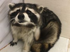 -浣熊柯尔鸭土拨鼠·电玩咖