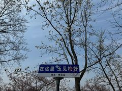 -梅花山(明孝陵内)