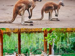 -济南野生动物世界