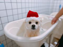 -BABYDOG宝贝狗宠物乐园(欧洲城店)