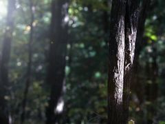 -五营红松林海景区