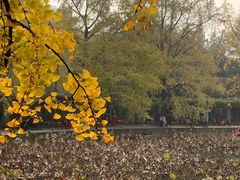 -四川大学(华西校区)