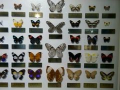 -上海昆虫博物馆