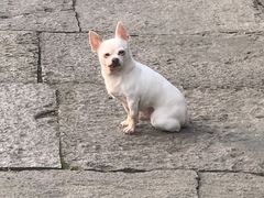 -鸣鹤古镇