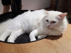 -瞄一喵猫咖(格力海岸店)