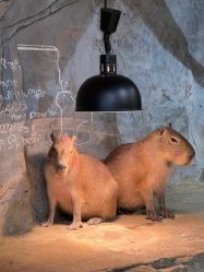 -Zoolung Zoolung动物主题公园(海信广场店)