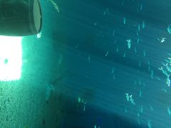 iphone_upload_pic-北戴河圣蓝海洋公园