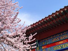 -桃花堤公园