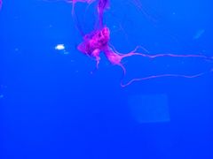 -多彩贵州城极地海洋世界