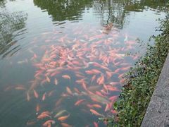 -西湖外事游船(花港观鱼码头)