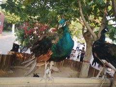 -辛玛王国游乐园