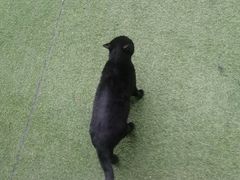 -浣熊柯尔鸭土拨鼠·电玩咖