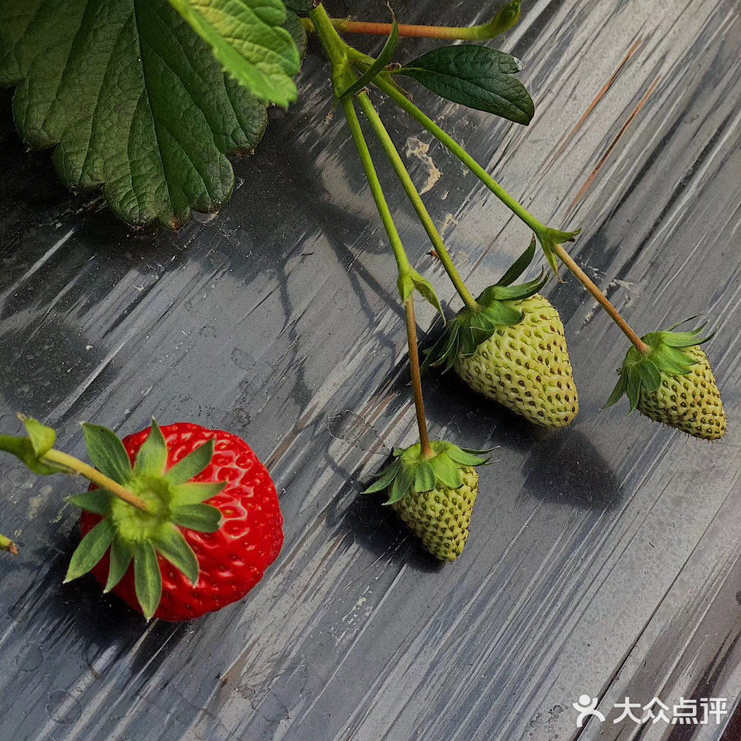 今天是草莓味的一天|北塘草莓