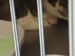 -萌兽医馆·犬猫专科·眼科中心·宠物医院(朝阳门分院)