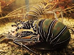 -Isla Sugbu Seafood City