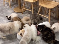 -楼上猫咖(罗湖店)