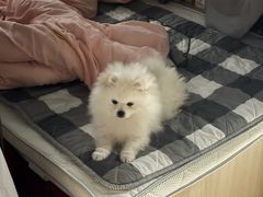 -瑞派康怡24h宠物医院·犬猫医疗中心·微创绝育(瑞景分院)