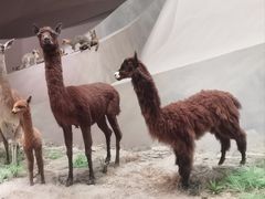 -武汉园博园(武汉自然博物馆)