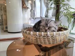 -共舞时光猫咖·狗咖(新街口店)