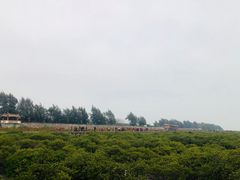 -北海金海湾红树林生态旅游区