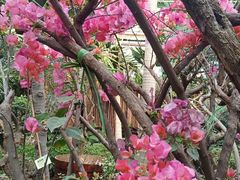 -呀路古热带植物园