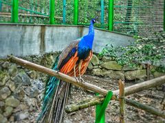 -藏龙百瀑风景区