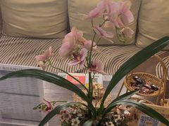 -施奈儿.洗头頭療.按摩SPA.采耳(上梅林店)