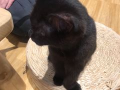-啵啵喵·猫咖(攀华国际店)