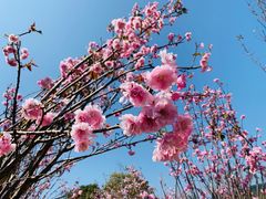 -天适樱花悠乐园