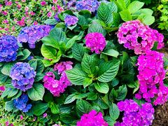 -深圳仙湖植物园