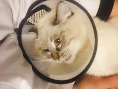 -中农大我爱我爱24h动物医院·中医针灸·猫专科·骨科医疗中心(双井店)