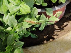 -秦美花卉(天朗·莱茵小城2期店)