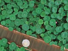 -洪湖生态旅游区