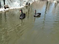 android_upload_pic-新疆天山野生动物园