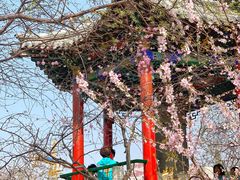 -桃花堤公园
