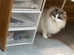 -御宝贝·A梦猫科宠物医院(国际猫友好医院)