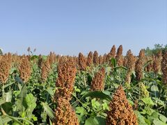 -汉长安城未央宫国家考古遗址公园