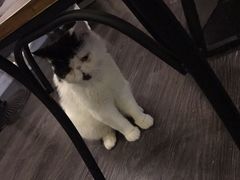 -吉丁鸟咖·异宠·寄养