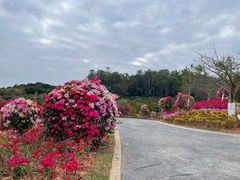 -东莞植物园