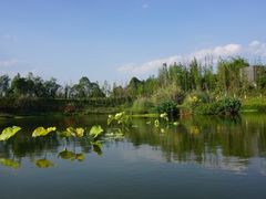 -白鹭湾湿地公园