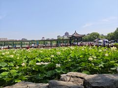 -莲花池公园