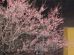 -慧因高丽寺