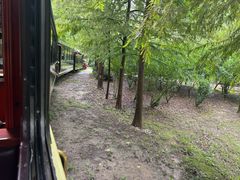 -合肥滨湖国家森林公园