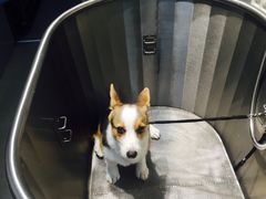 -PETKIT 小佩宠物·低压洗护·美容·寄养(安远店)