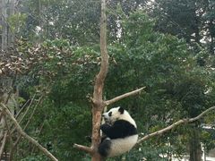 -成都大熊猫繁育研究基地