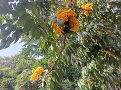-中国科学院西双版纳热带植物园