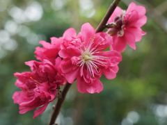-深圳国际园林花卉博览园