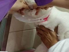 -北京观赏动物医院·24小时大型综合·猫专科·异宠专科