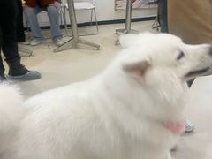 -共舞时光猫咖·狗咖(新街口店)