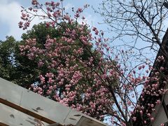 -星巴克臻选(成都宽窄巷子店)